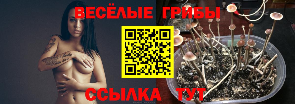 Альметьевск  Галлюциногенные грибы прущие грибы  Вход с VPN 